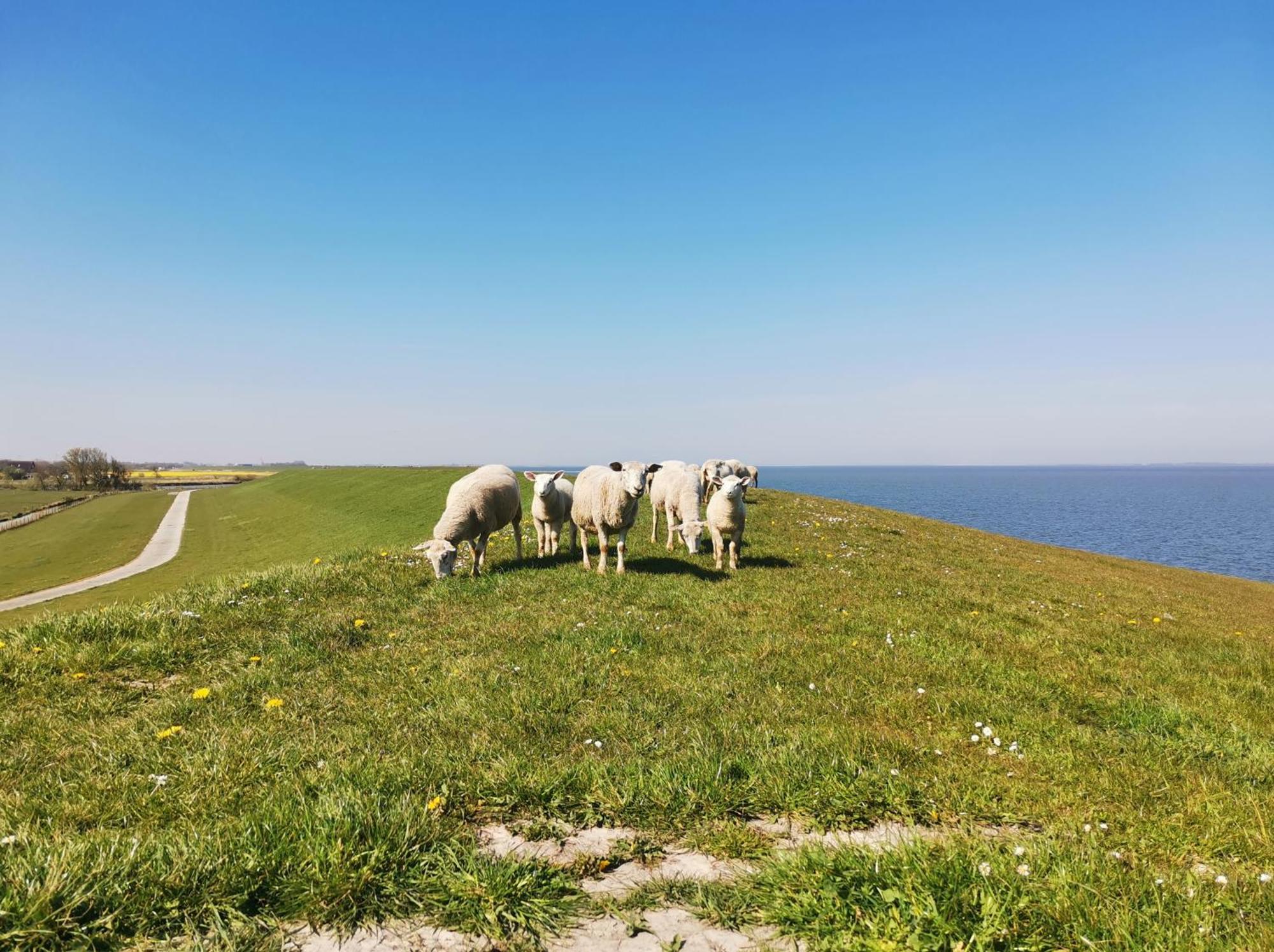 Fischerhaeuschen Am Kurpark Neuharlingersiel Exteriér fotografie